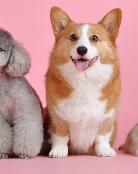 pets-3715733_1920